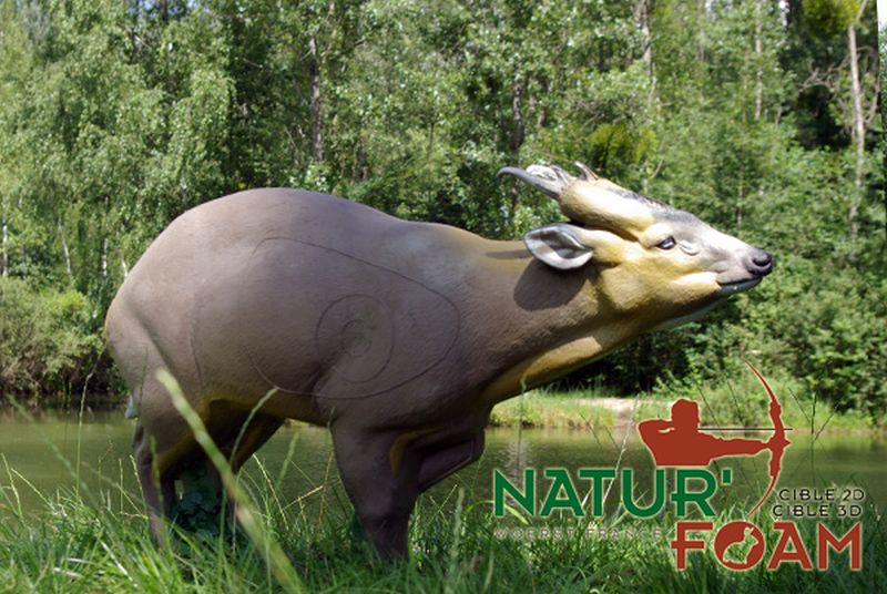 muntjac